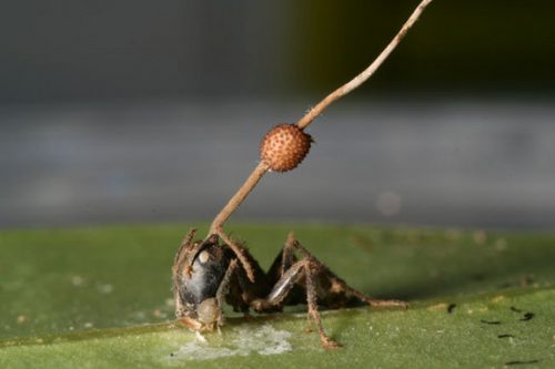 ant-parasite-100817-02